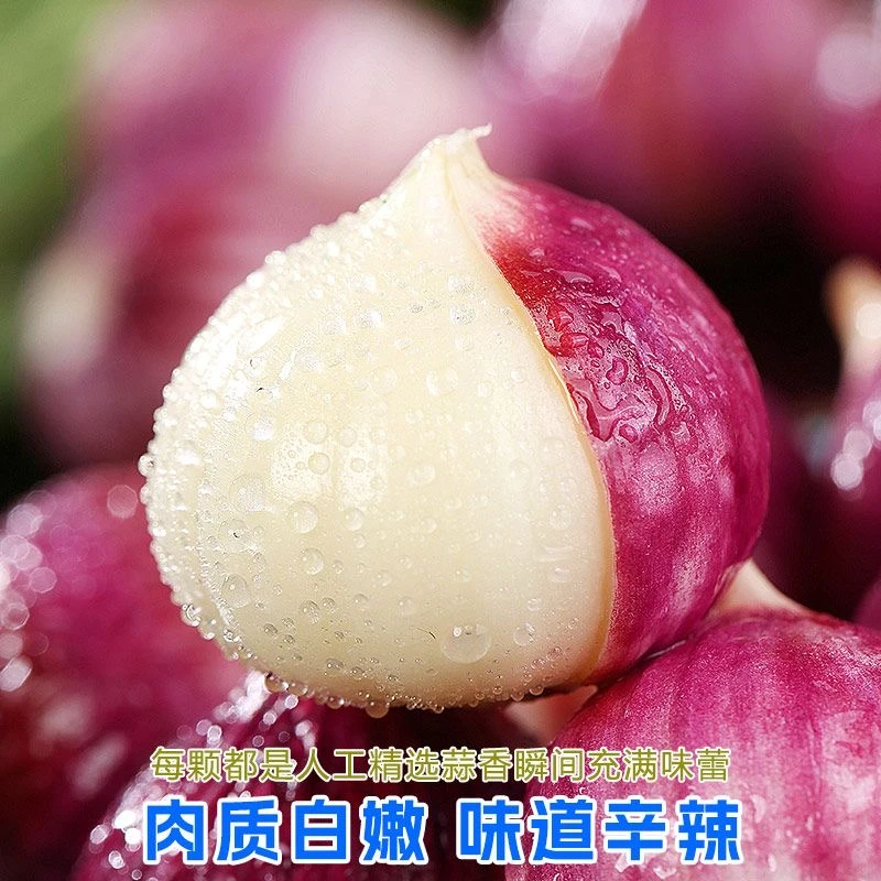 正宗紫皮2025独头云南大蒜红皮农家新鲜批发蒜头蔬菜独蒜批发包邮