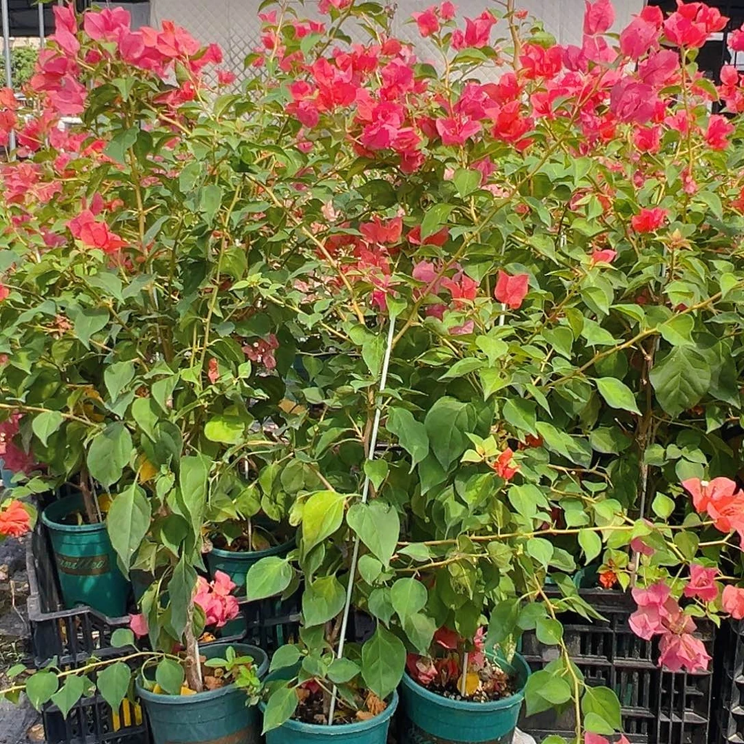 当前无花栽培后可以开花暗夕带竹一棵