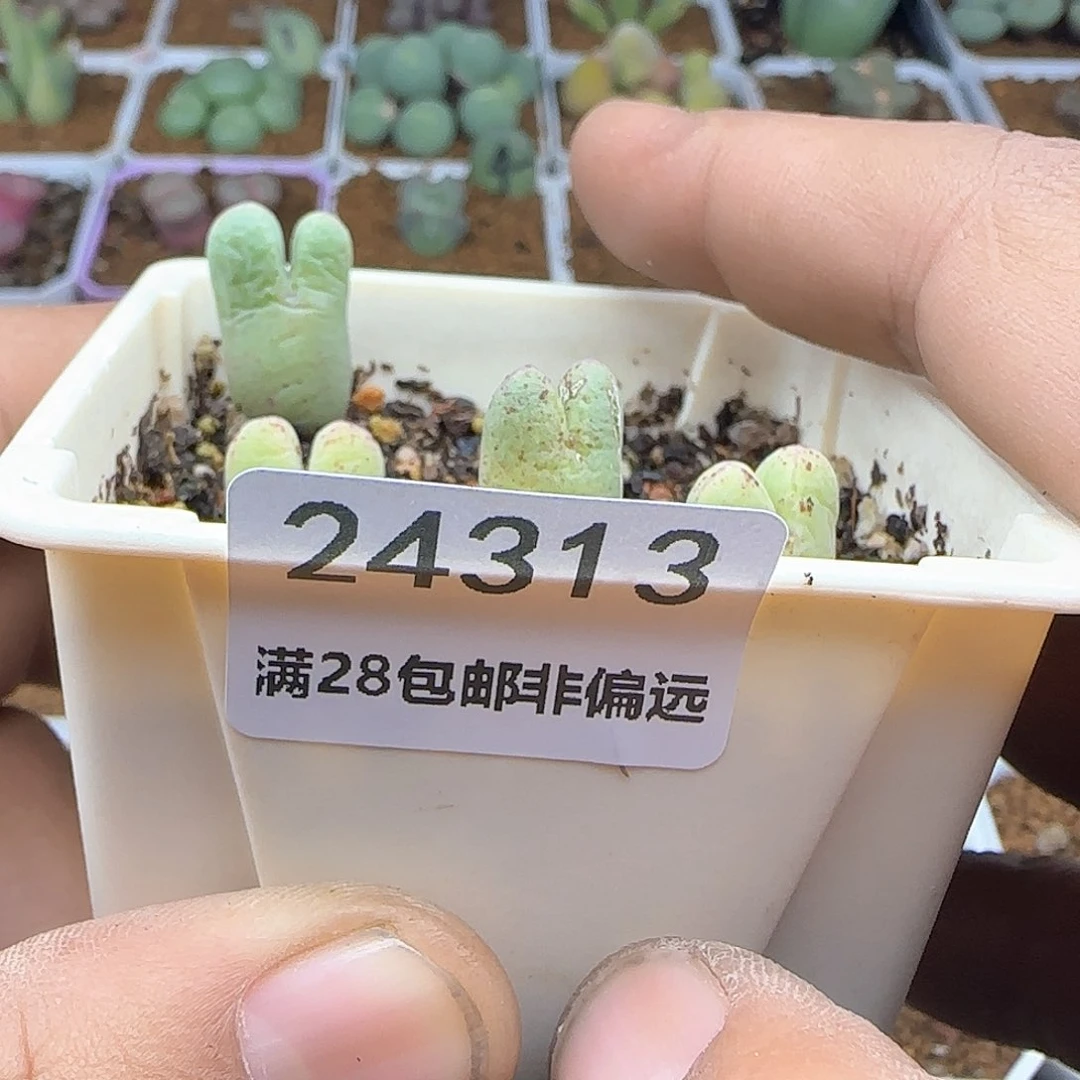 x*…脱土年后发货24313