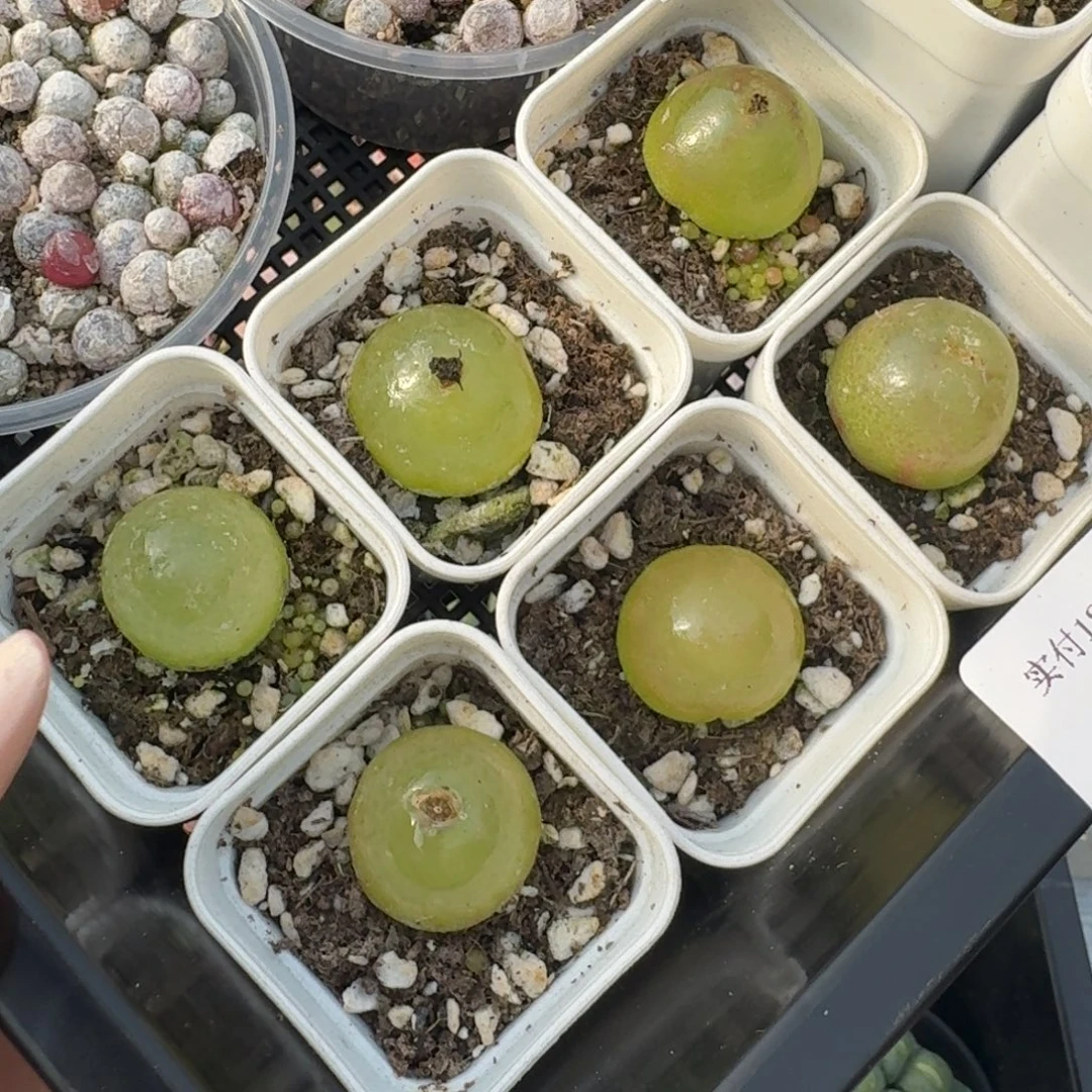 12036-灯泡福利一颗