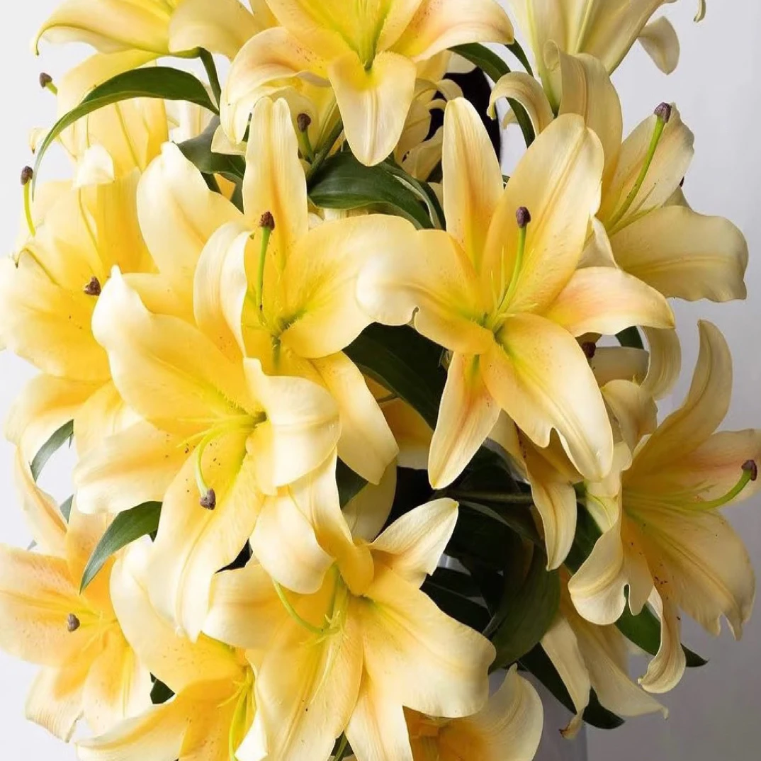【泽米拉香水百合】基地直发顺丰包邮香味清新芳香悠扬水生鲜花
