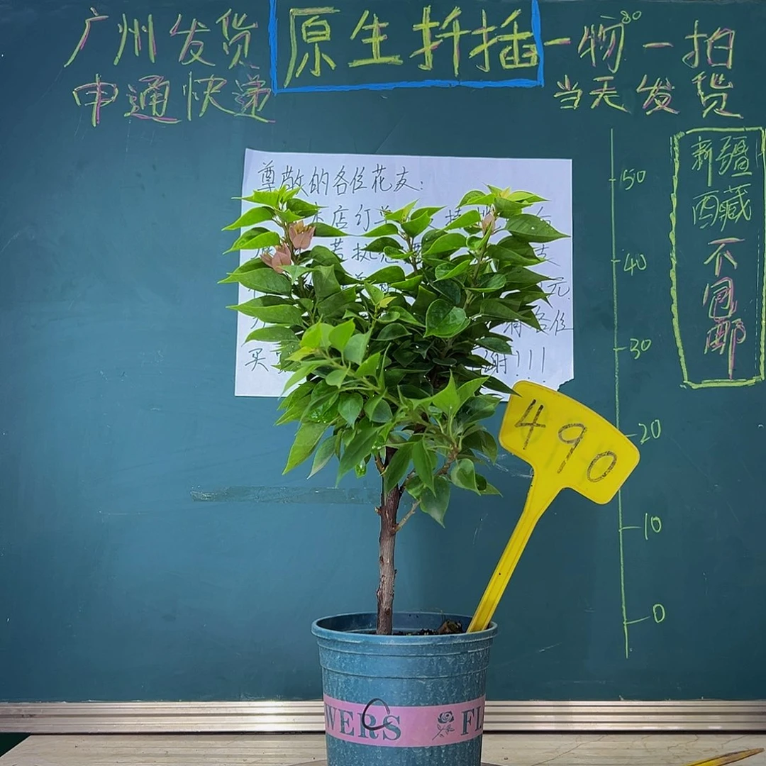 当前无花栽培后可以开花  塔橙  490