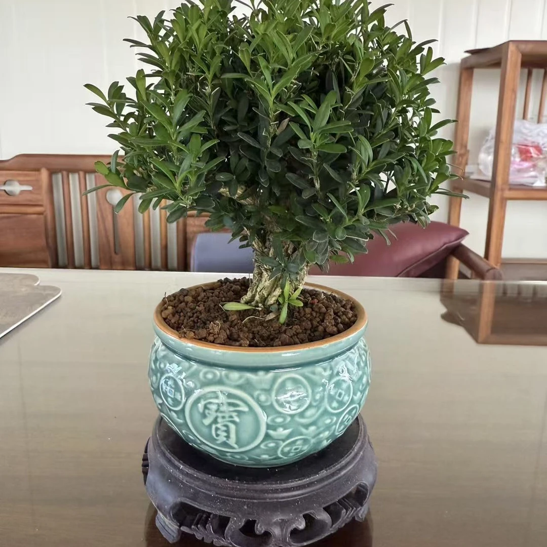 雀舌黄杨一物一拍多选1号链接