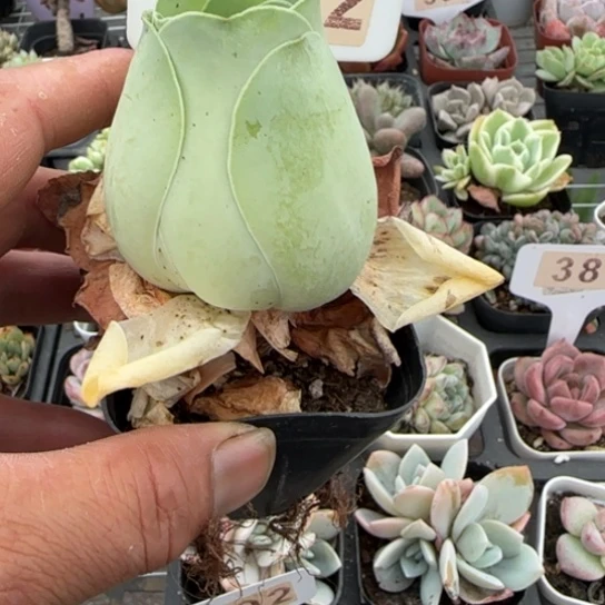 352玫瑰一物一拍多肉