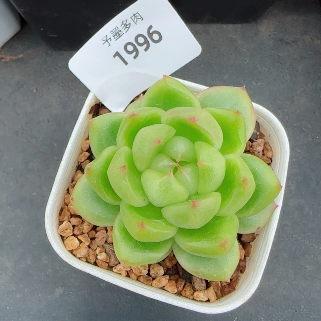 空灵珍妮，1996多肉植物