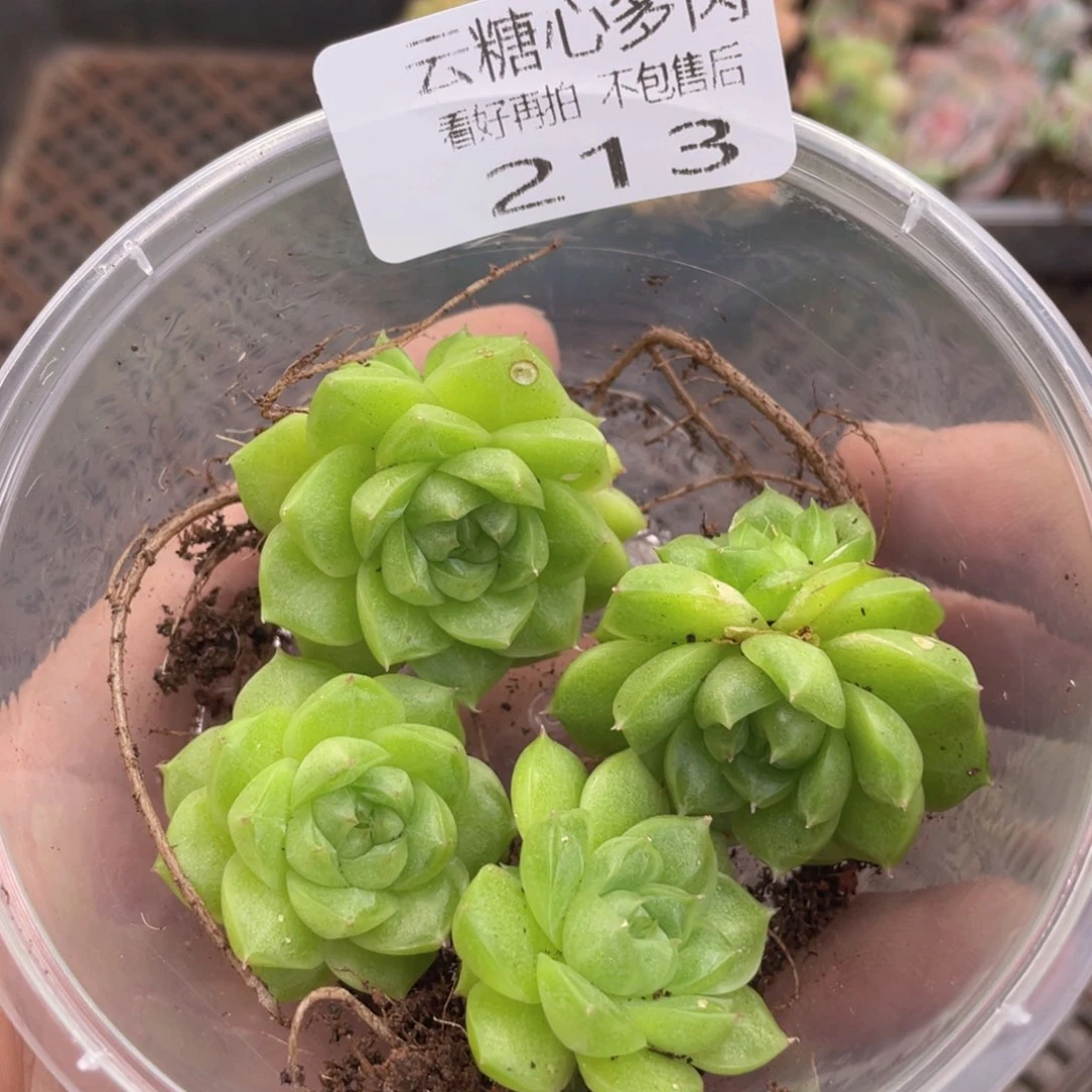 云糖心多肉植物213