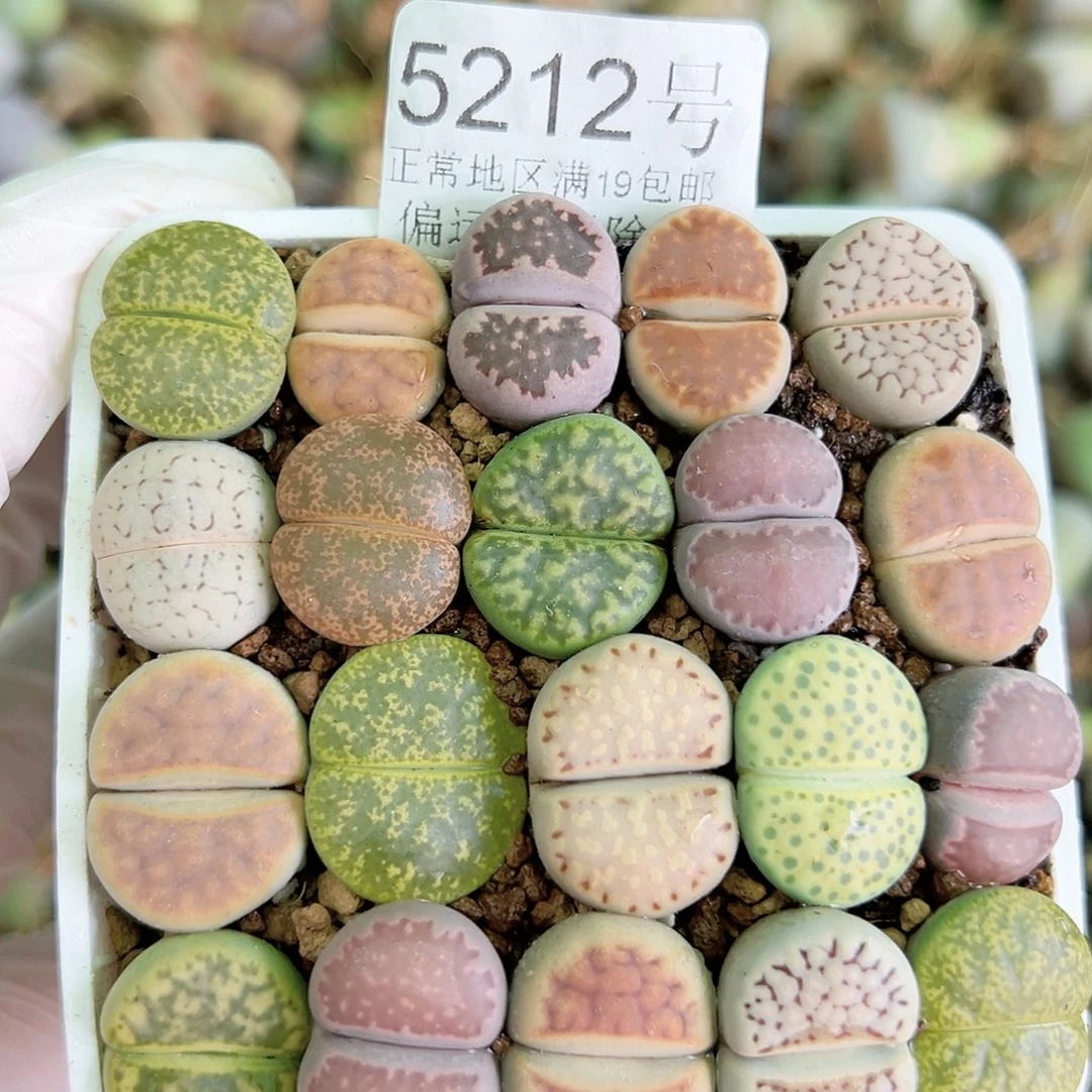 5212 好养易活生石花大母本