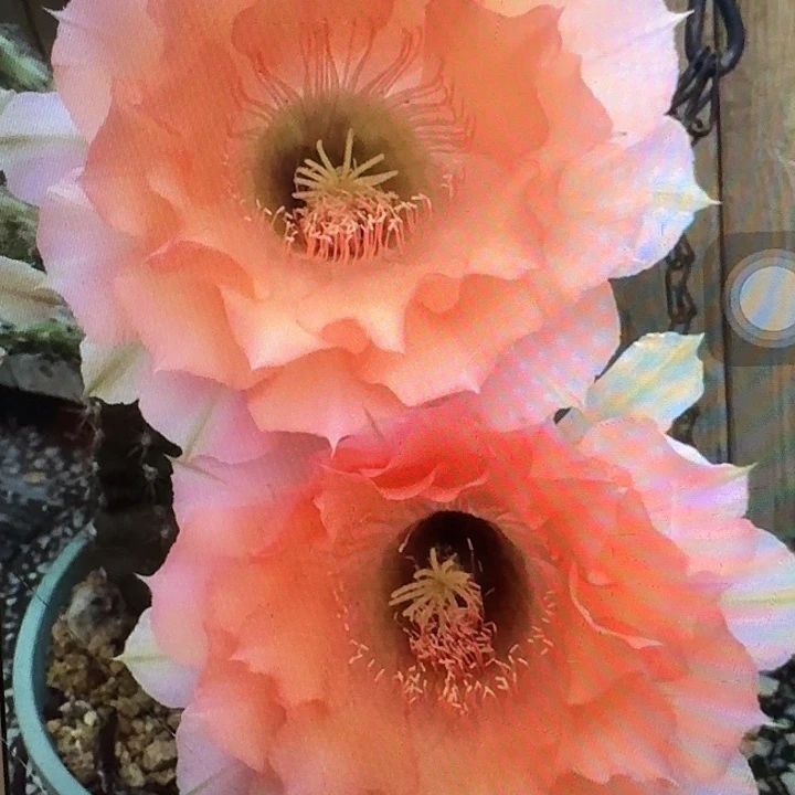 睡美人侧芽4公分左右彩草