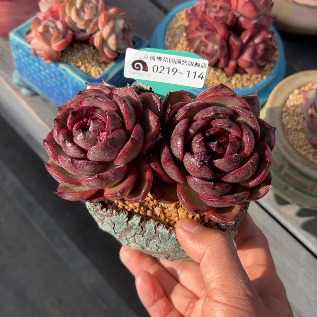 多肉一物一拍0219-114