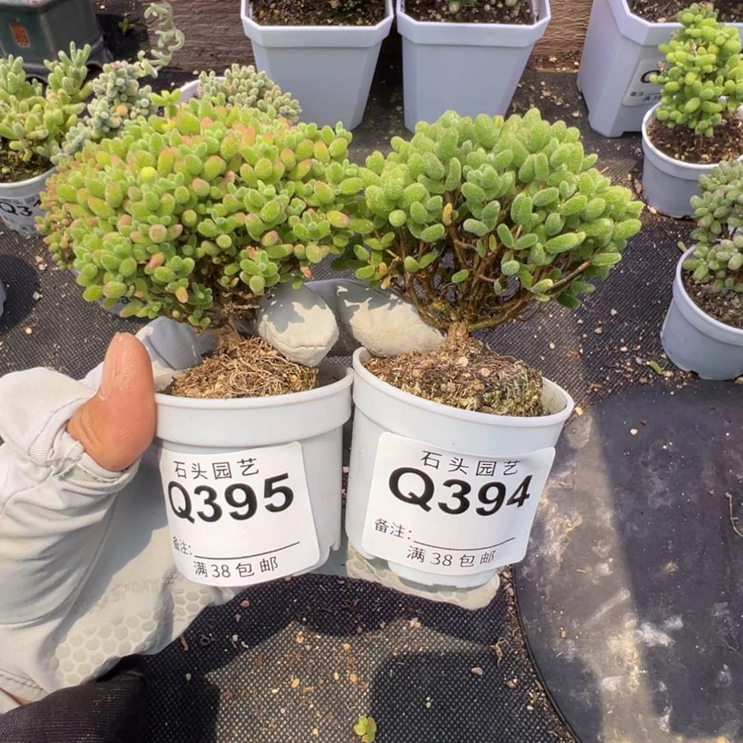 多肉植物枝干金桔蜜橘2颗
