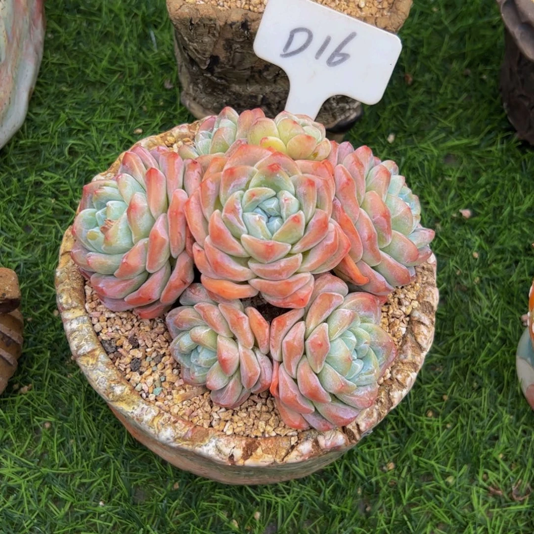 堡**适手捧花冰玉多肉植物