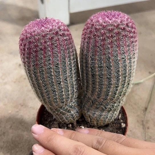 @****1实生太阳67778888