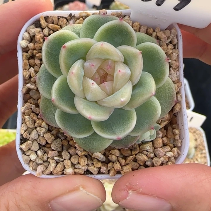 319号铂金财富密码带崽