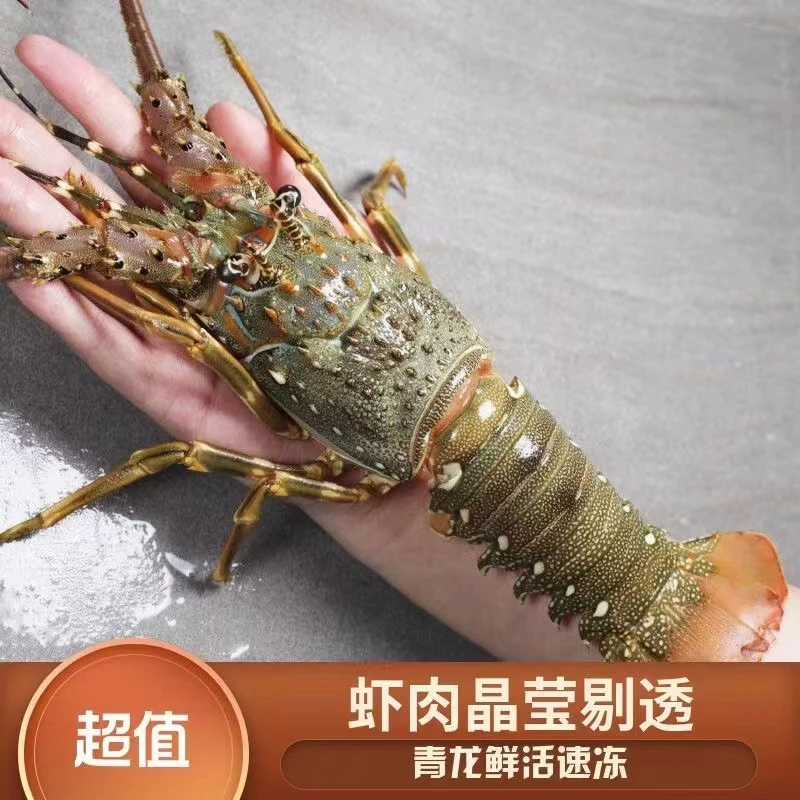 小青龙（1.1-1.2斤左右/只 2只   新鲜速冻  顺丰空运（除夕前能到）