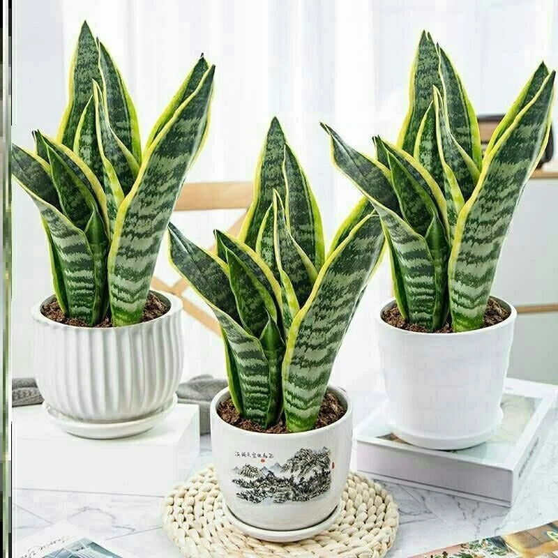 金边虎皮兰盆栽室内绿植吸甲醛防辐射客厅植物养护观叶花卉