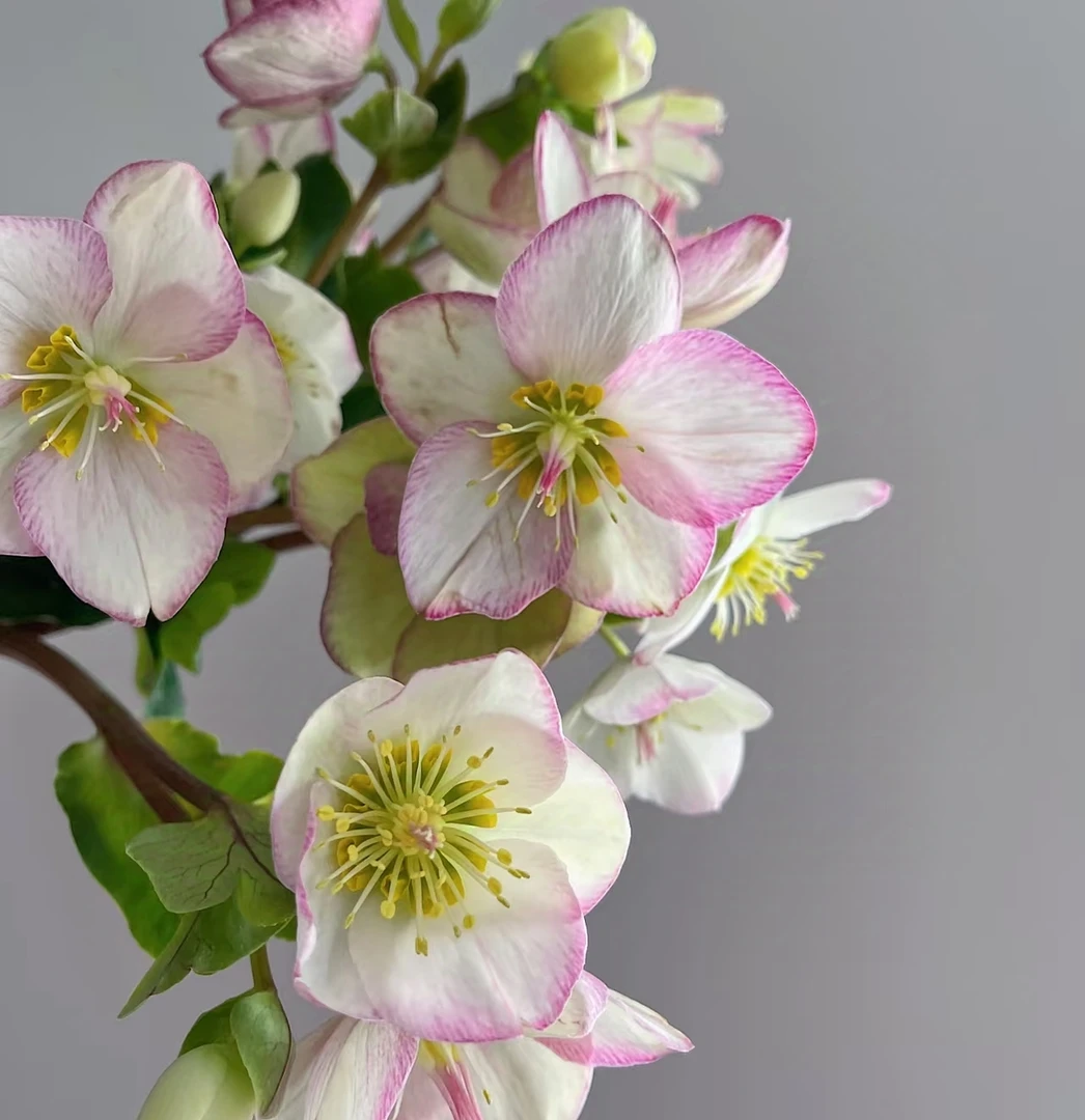 铁筷子粉晶 (1加仑) 玫瑰耐寒耐阴花期长  云南鲜花绿植