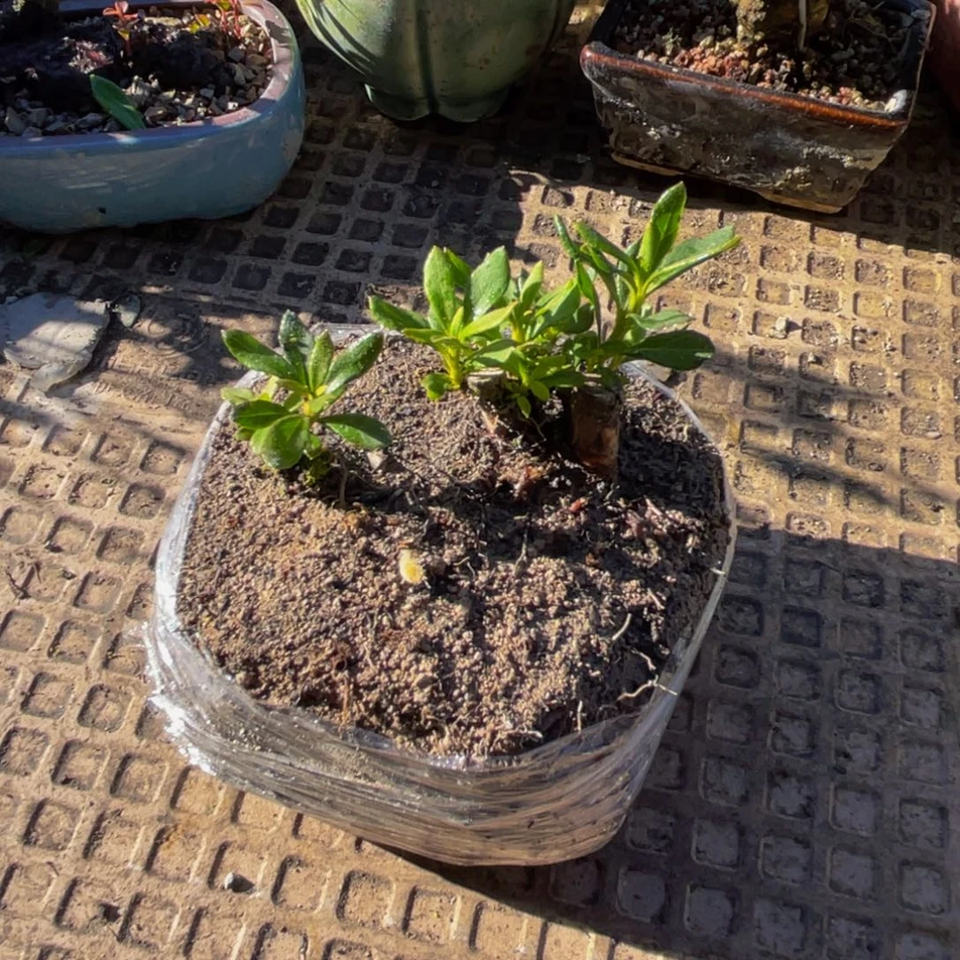 我***树当前无花朵，栽培后可花朵