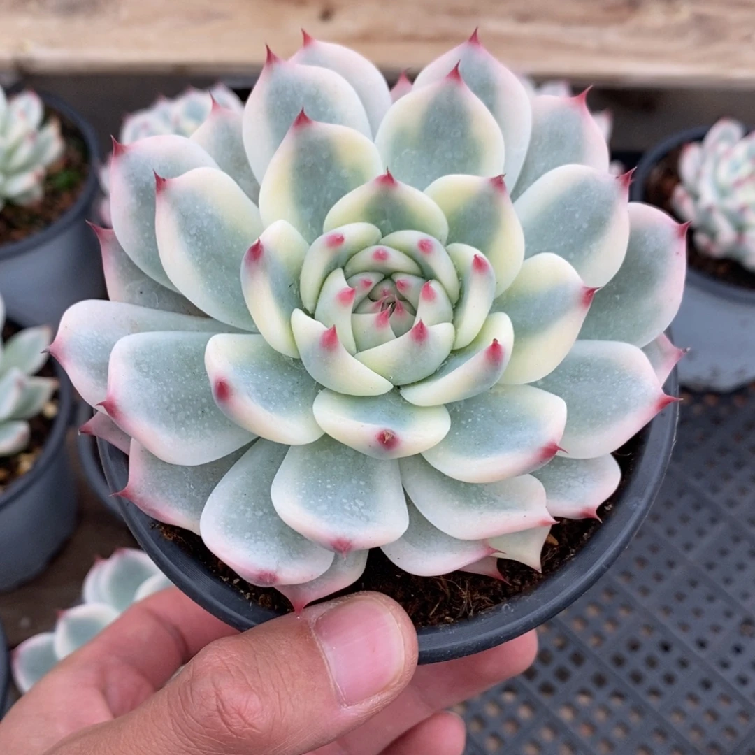 吉娃娃多肉植物9022