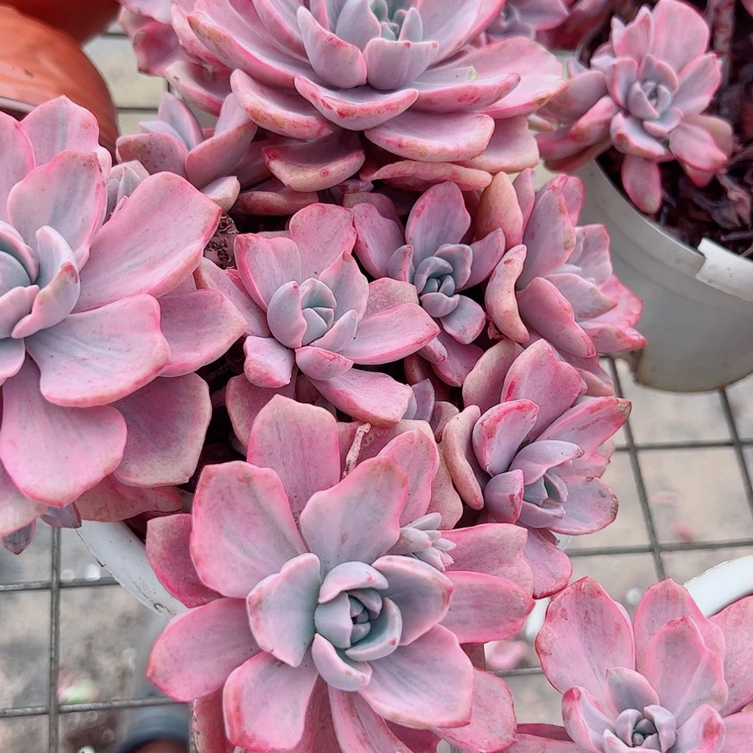 理查德夫人整装精品贵货