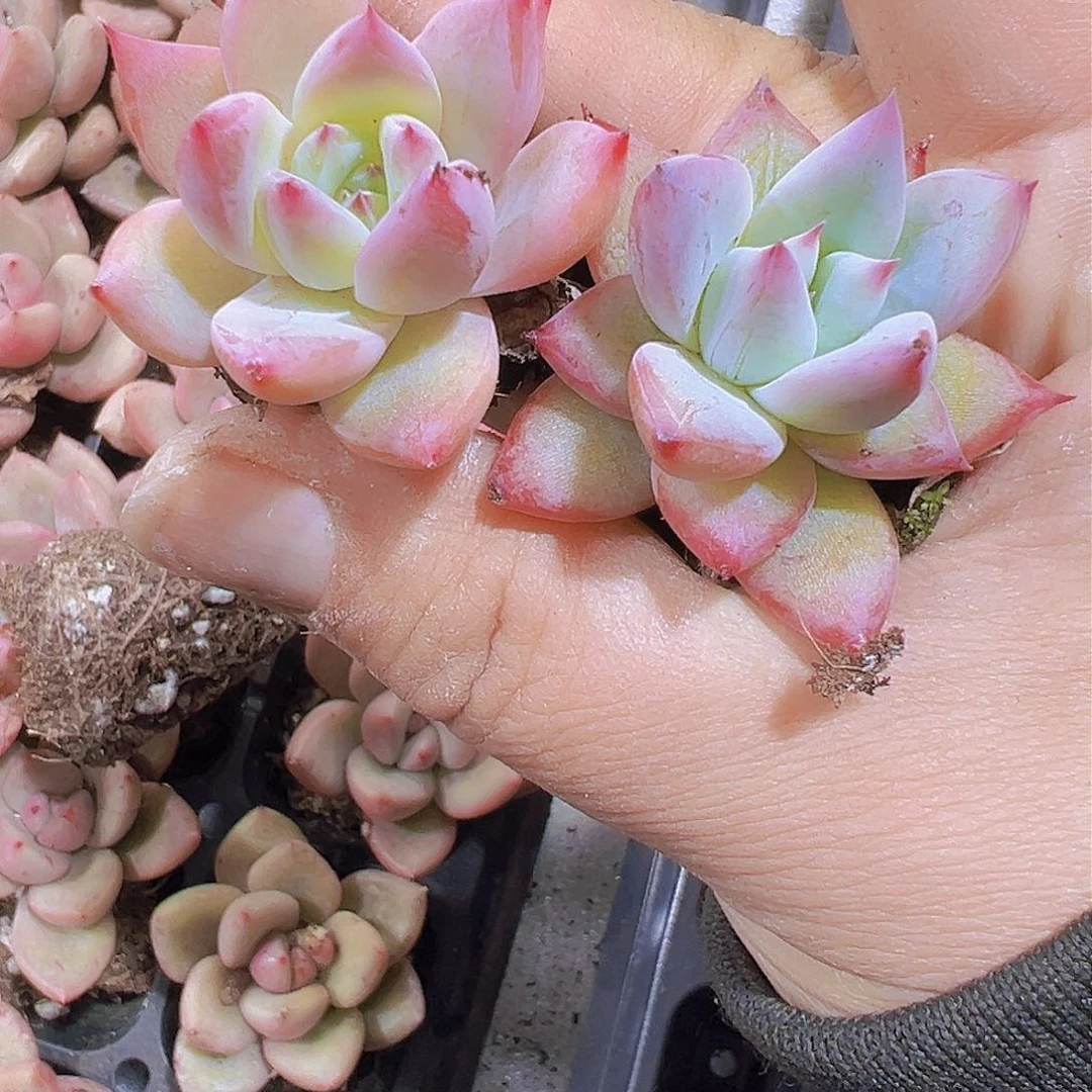 北极熊3个19包邮