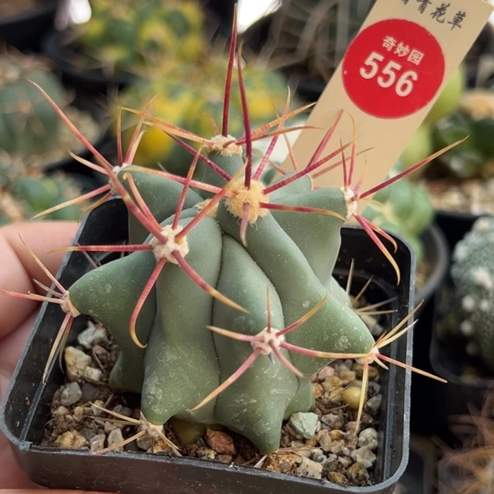 实生刈穗玉一棵仙人球