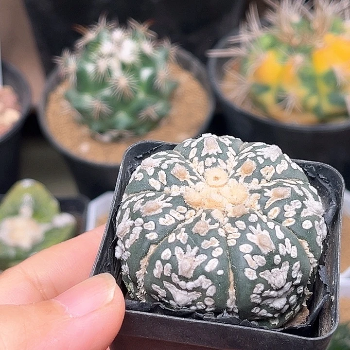 无花朵V兜实生一颗