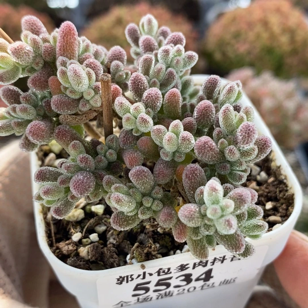 E****t枝干优选冰晶5534枝干番杏
