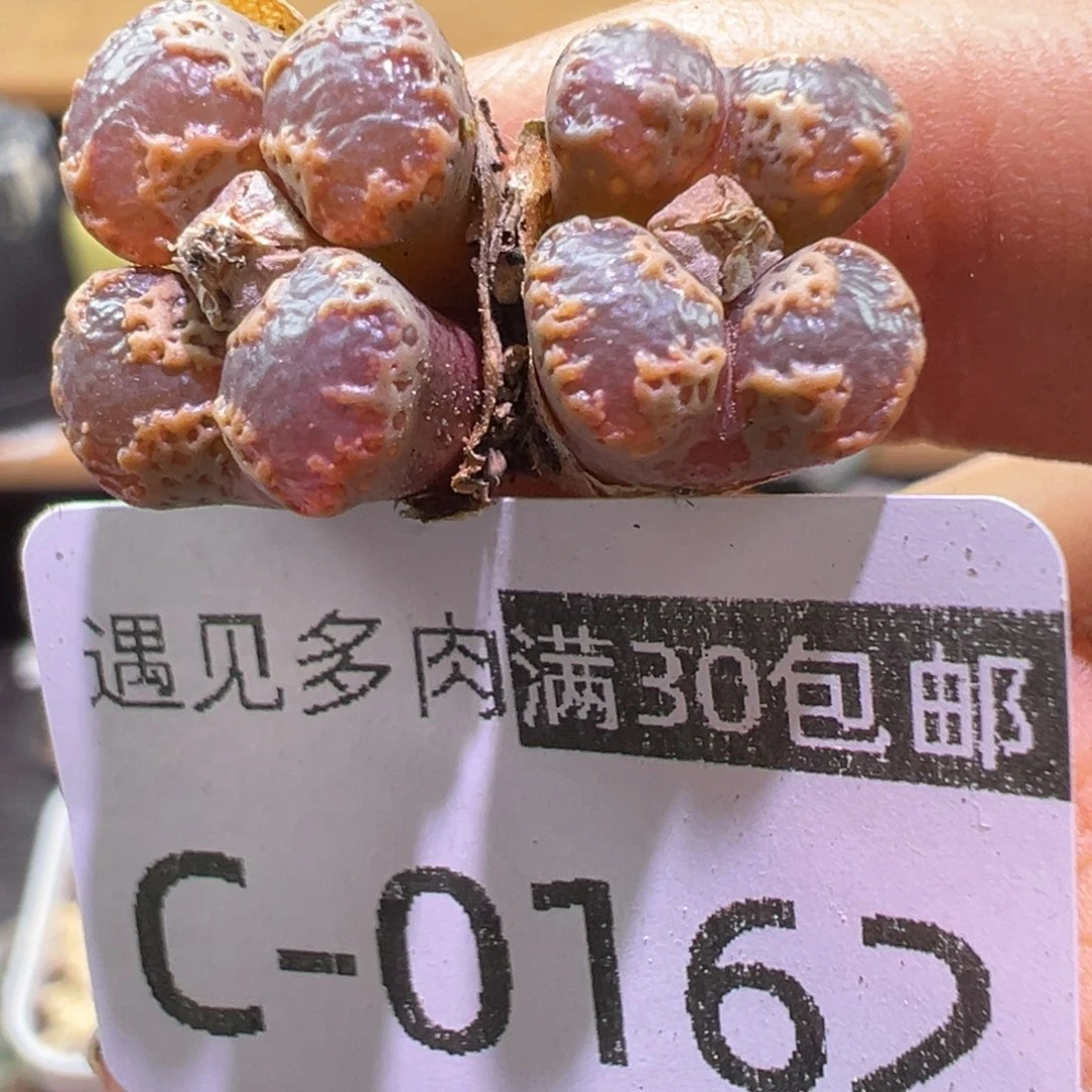 多肉植物111111111111