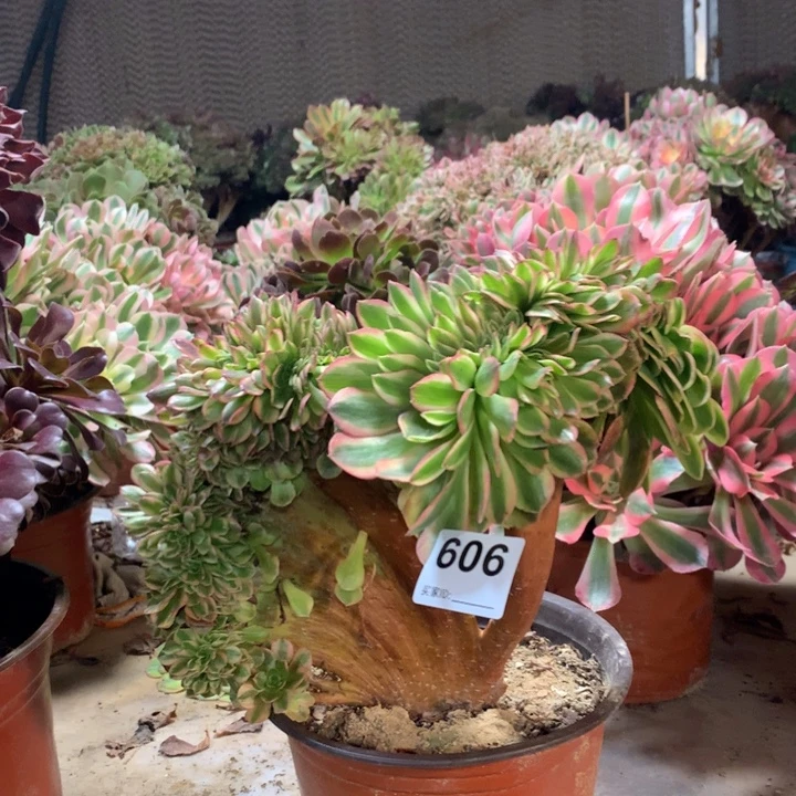 606雨荷缀多肉法师