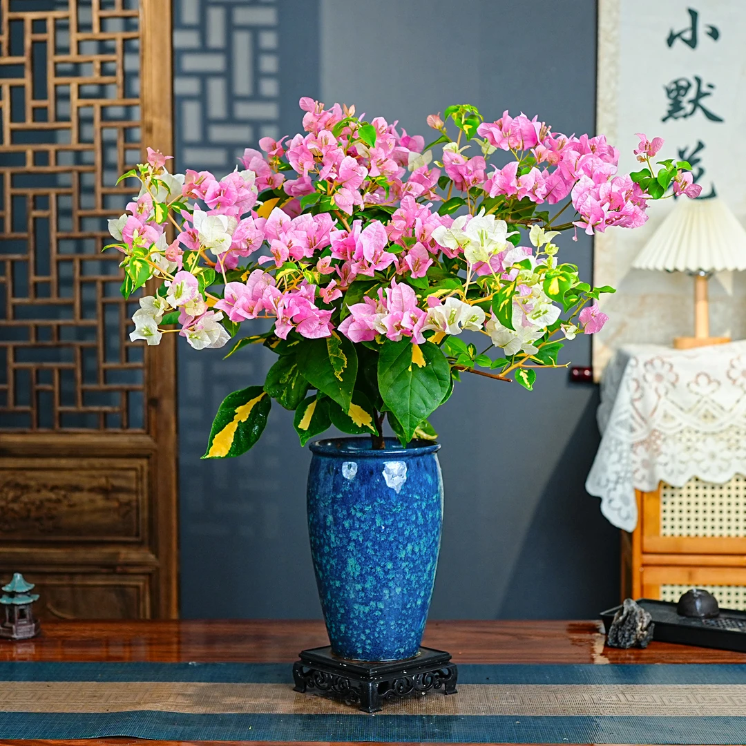 金心橙白三角梅陶瓷盆超勤花室内大盆花卉四季好养