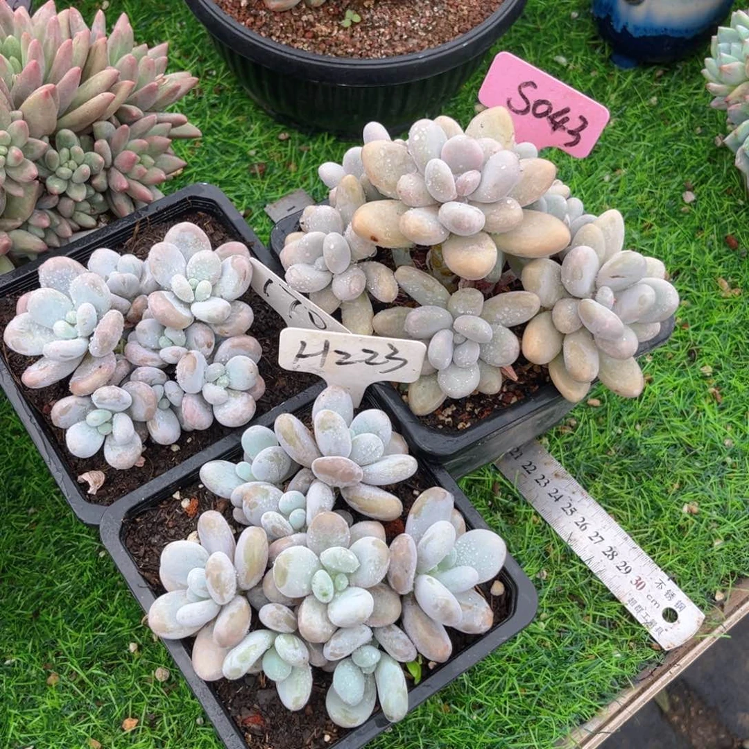 鲤**院223fghjjjjjjjjj