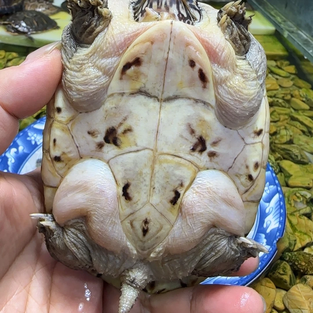 宠物龟母墨西哥蛋龟11cm