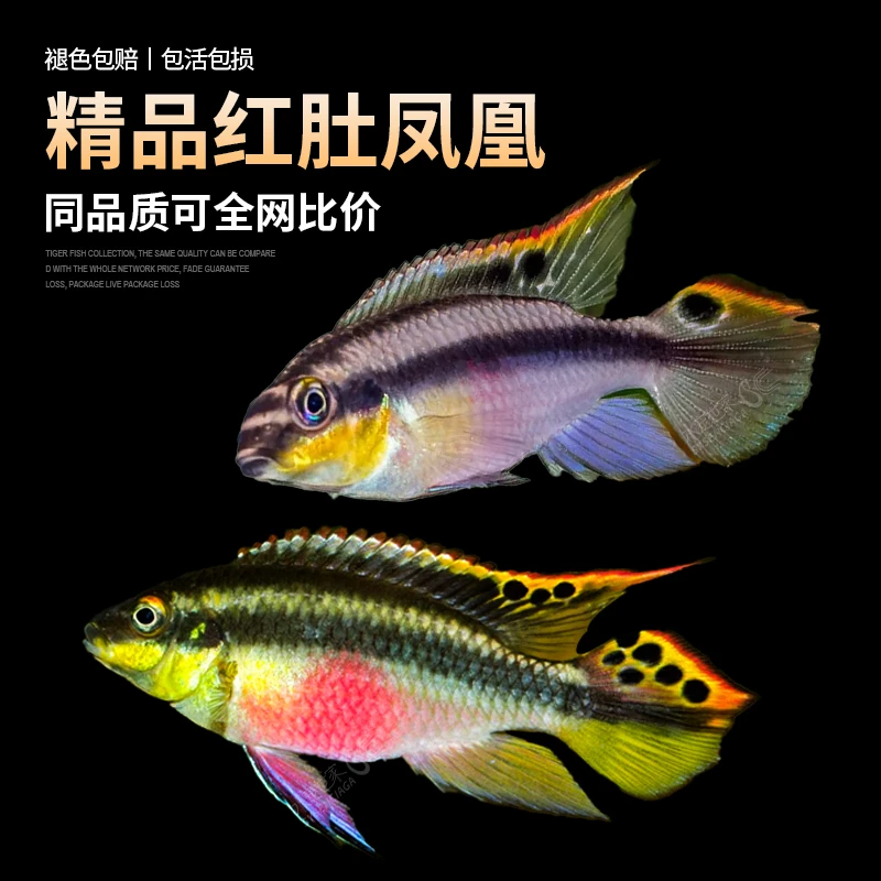 红肚凤凰鱼南美西非淡水短鲷慈鲷鱼荷兰蓝肚小型活体热带观赏鱼