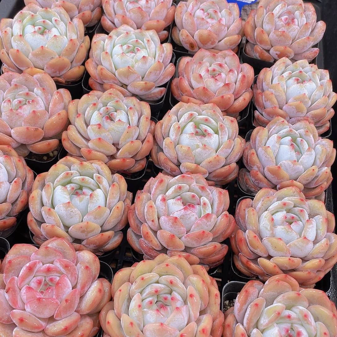 量拍140号 韩版橙梦露大单头一个