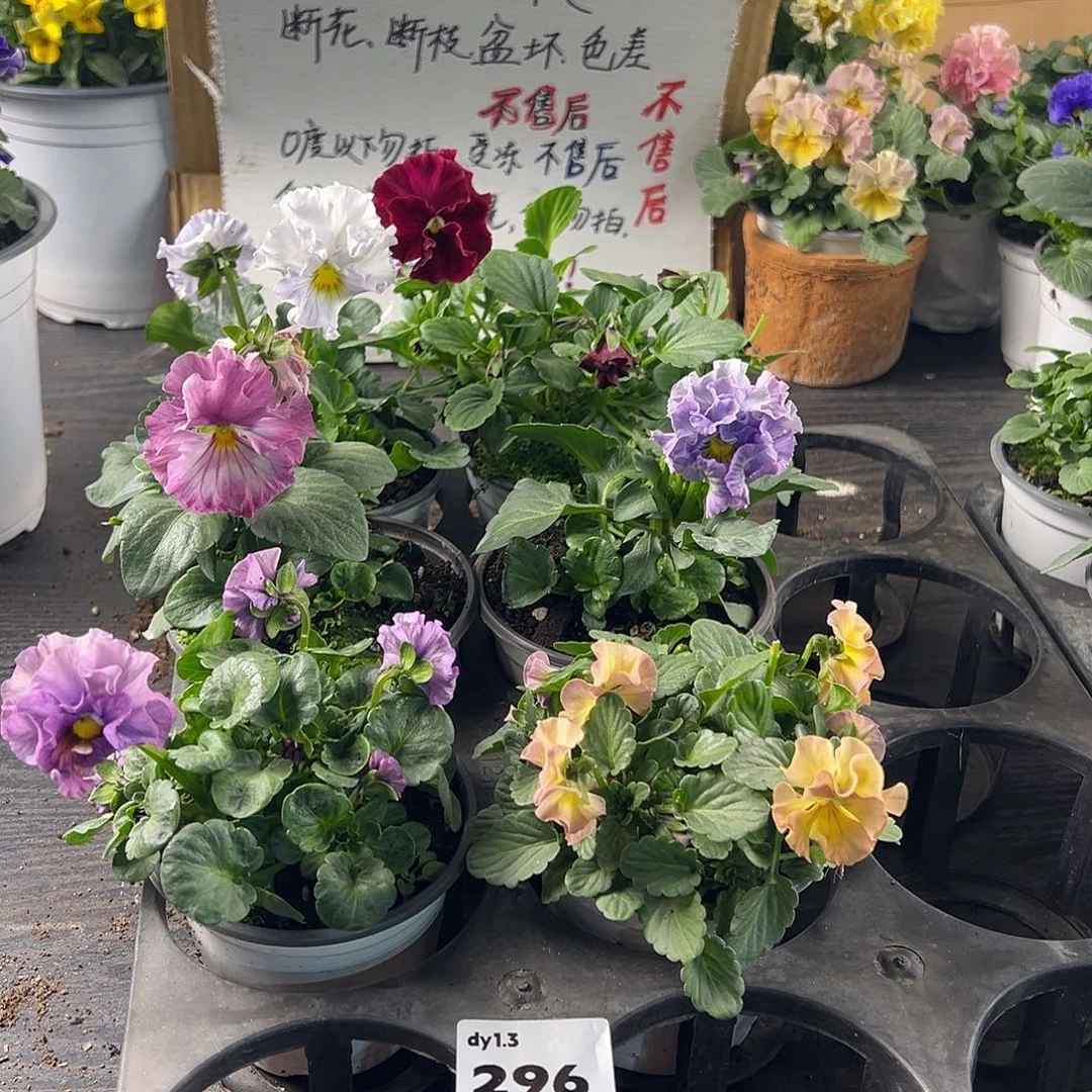 大部分花苞少量开放296号