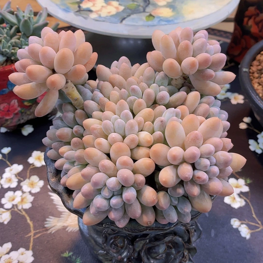 韩版汤圆精品多肉