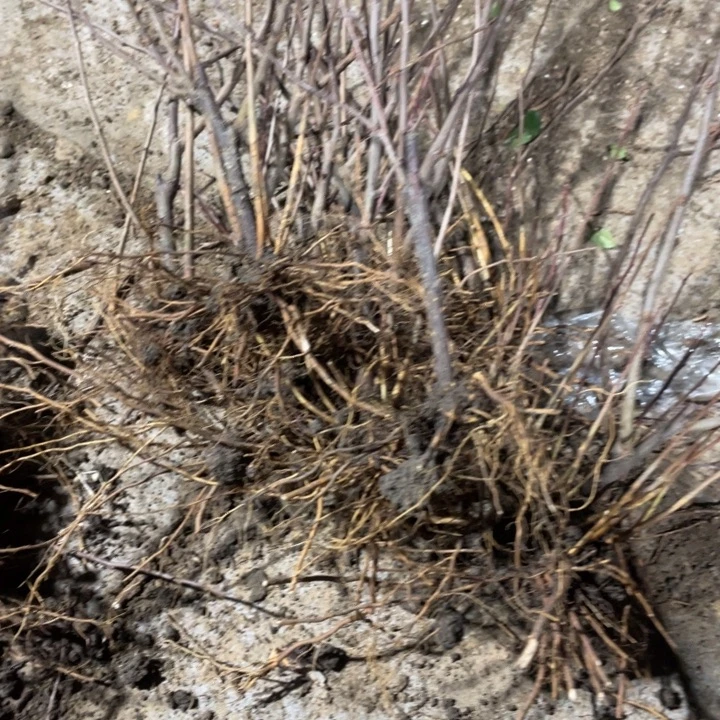 皇族海棠花一颗苗