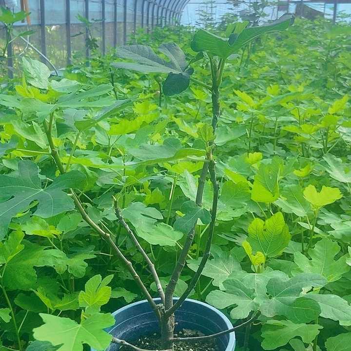 无花朵金奥芬大果型黄皮果