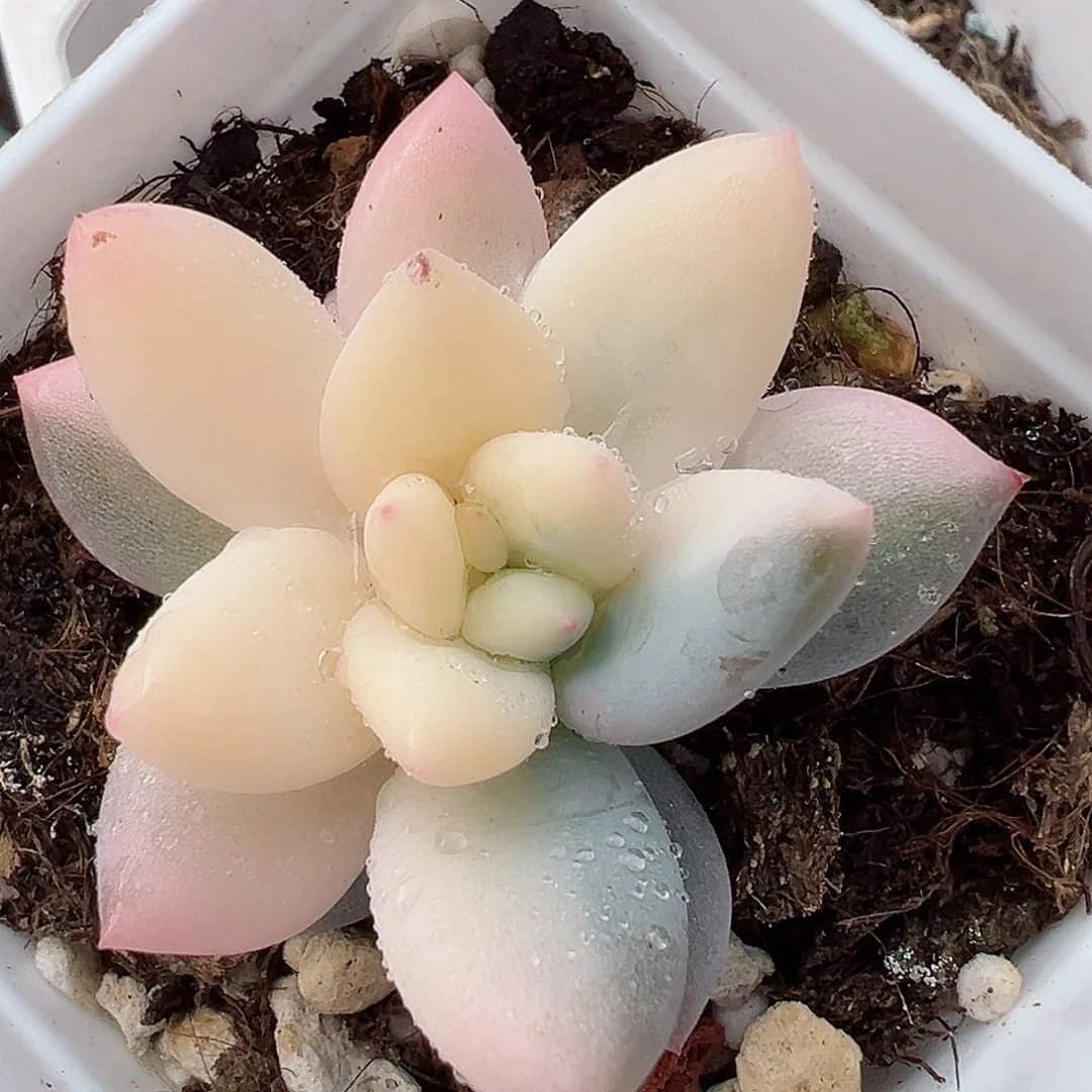 新香水锦，多肉植物