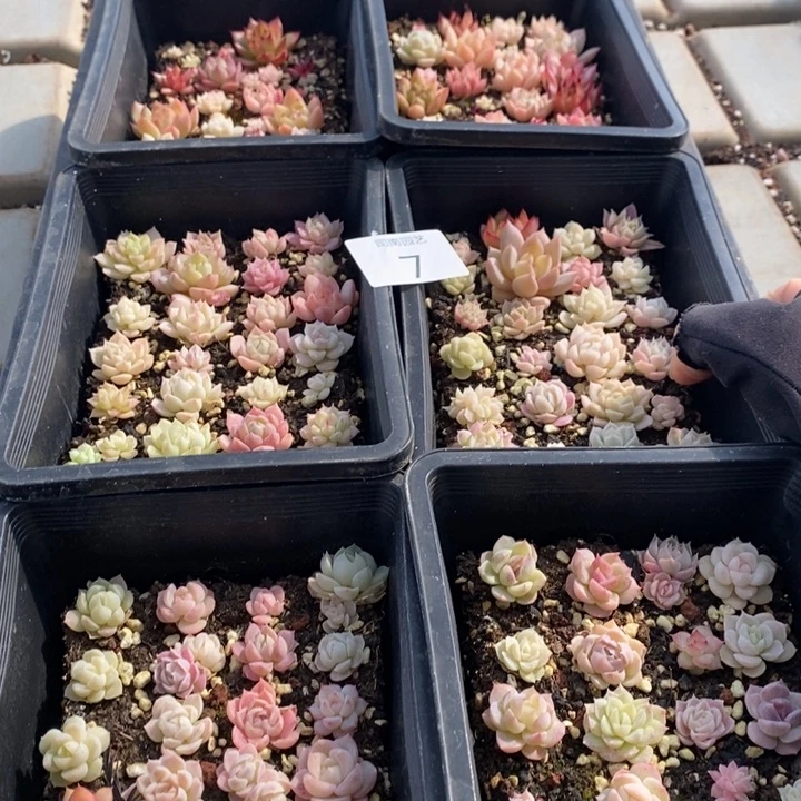 7 多肉植物盆栽植物