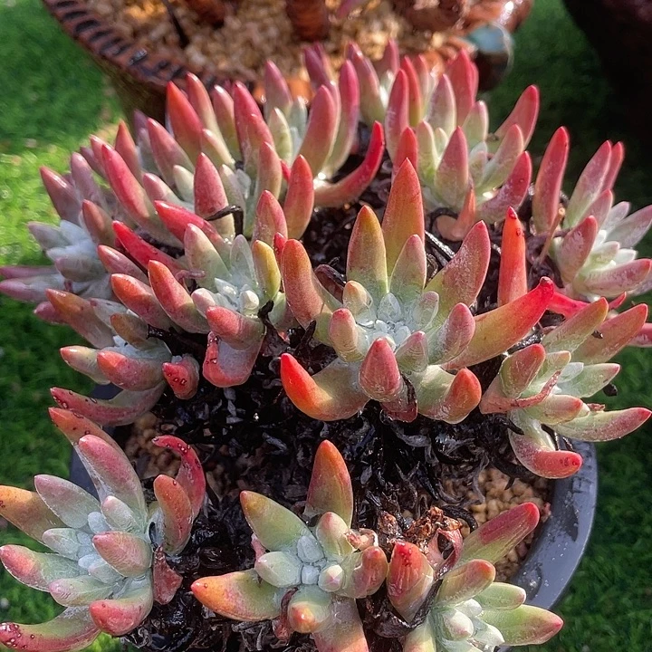 原始棒叶粗桩福利