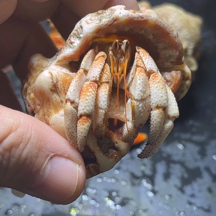 闪1号毛球2.1口径