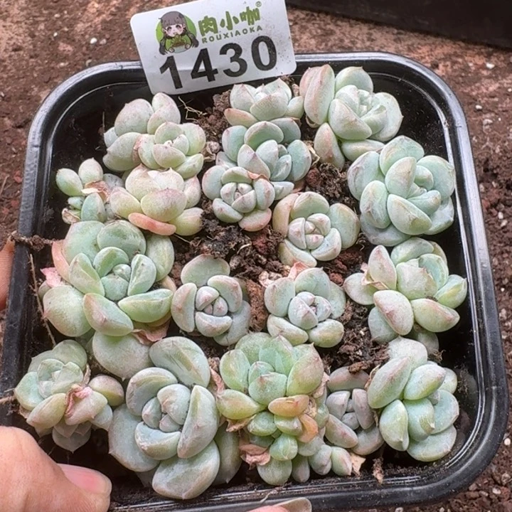 无花朵多肉植物多肉植物