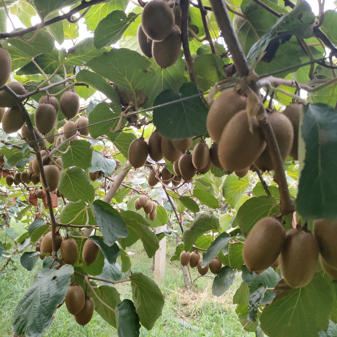 地理标志性，周至翠香猕猴桃自然熟现摘新鲜高维C猕猴桃当季水果