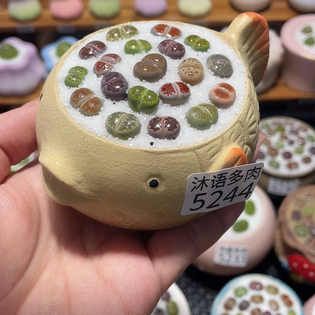 带盆土植物 一物一拍5244