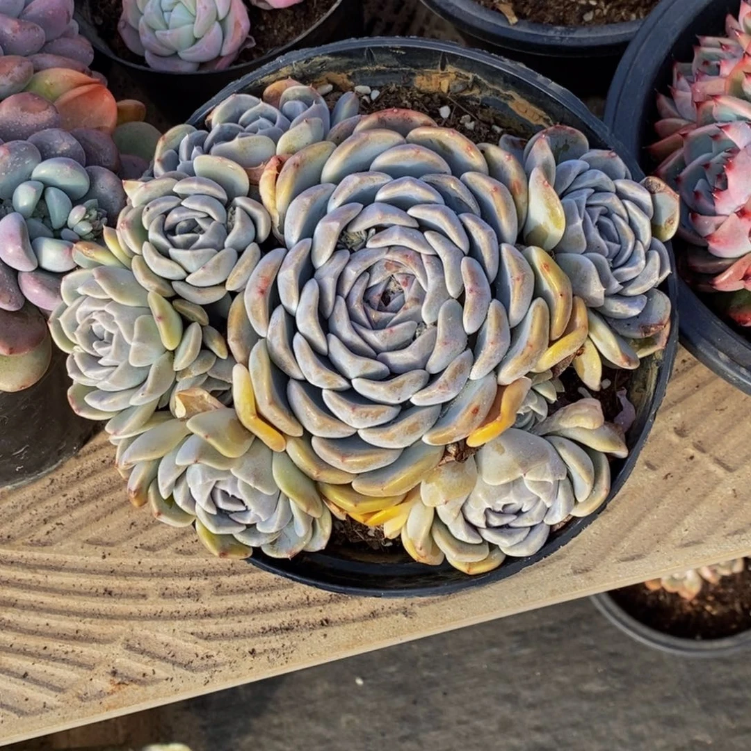 幸*兔48包邮一物一拍多肉植物