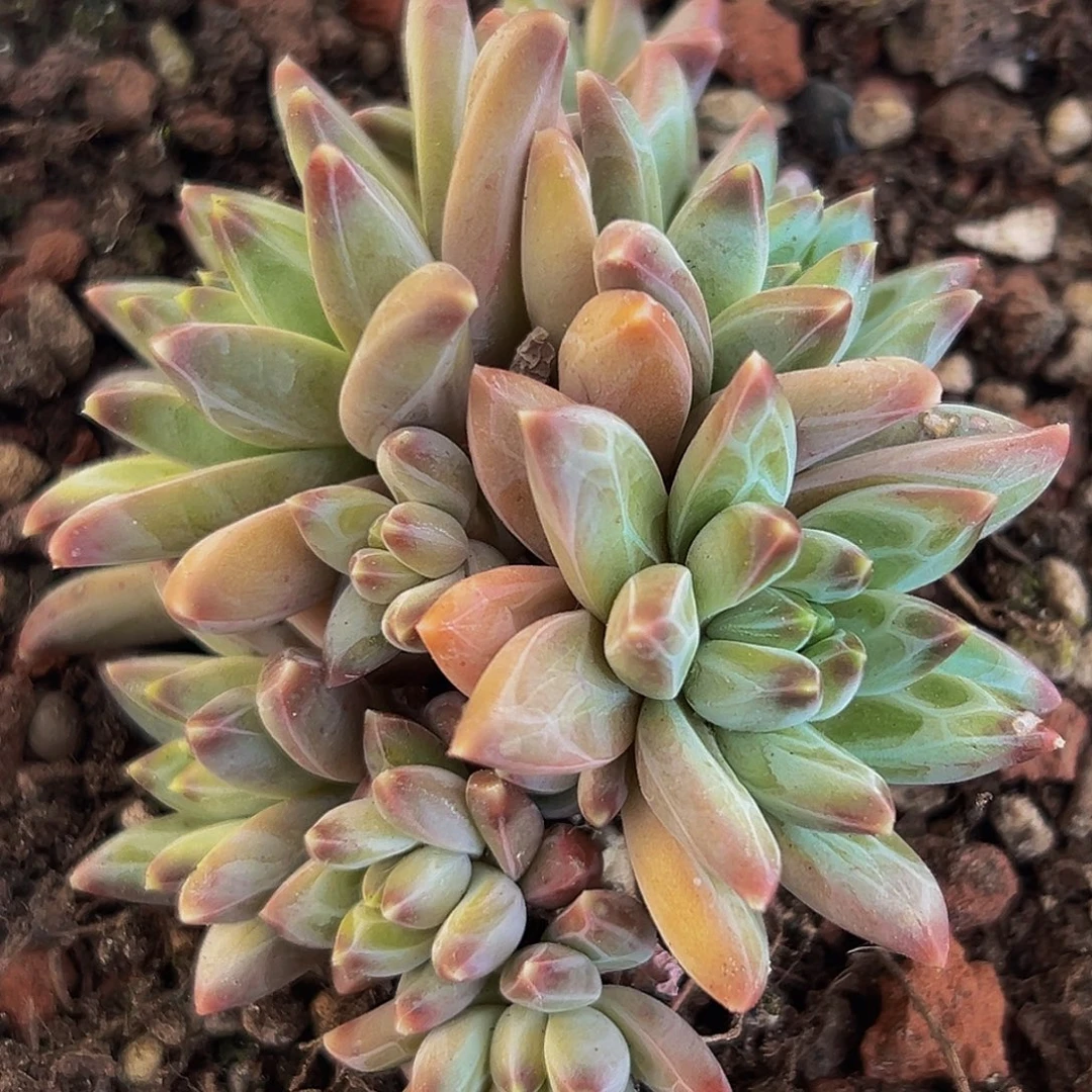 桔云多肉美人精品系列