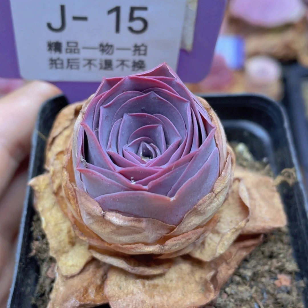 山地玫瑰J15满38包邮裸根发货