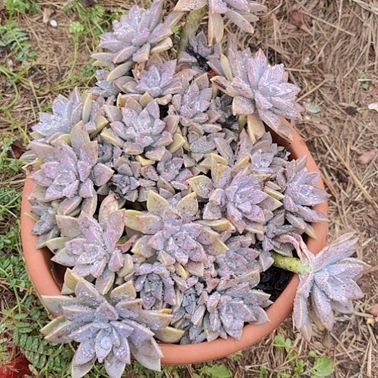 多肉植物。。。。。。。。。。。。