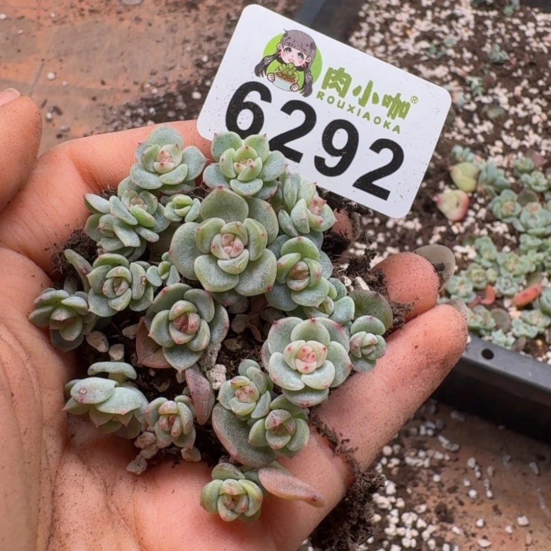 多肉植物多肉植物